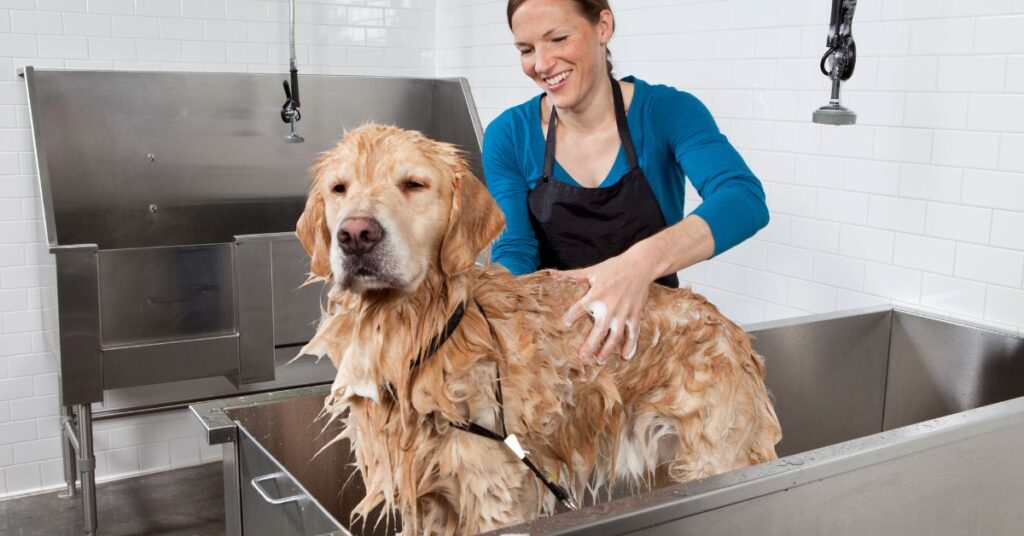 Dog getting a bath